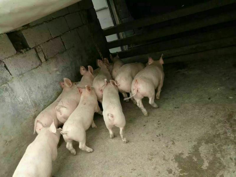 外三元仔猪养猪场直销品种纯正猪仔猪生长速度快肉质细嫩