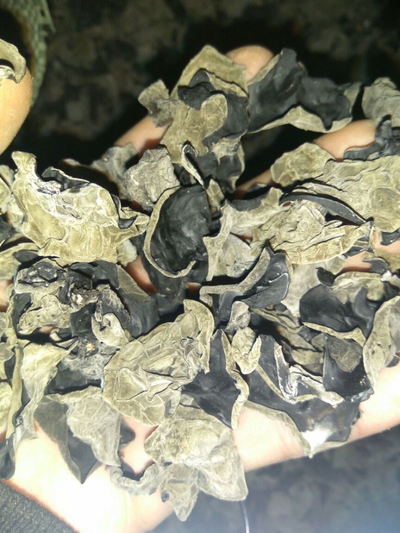 秋耳二级