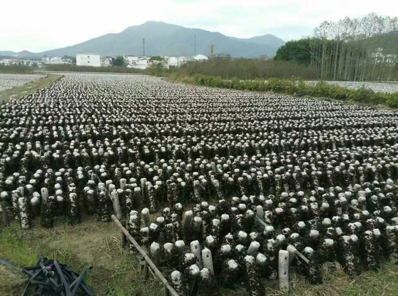 黑木耳一级