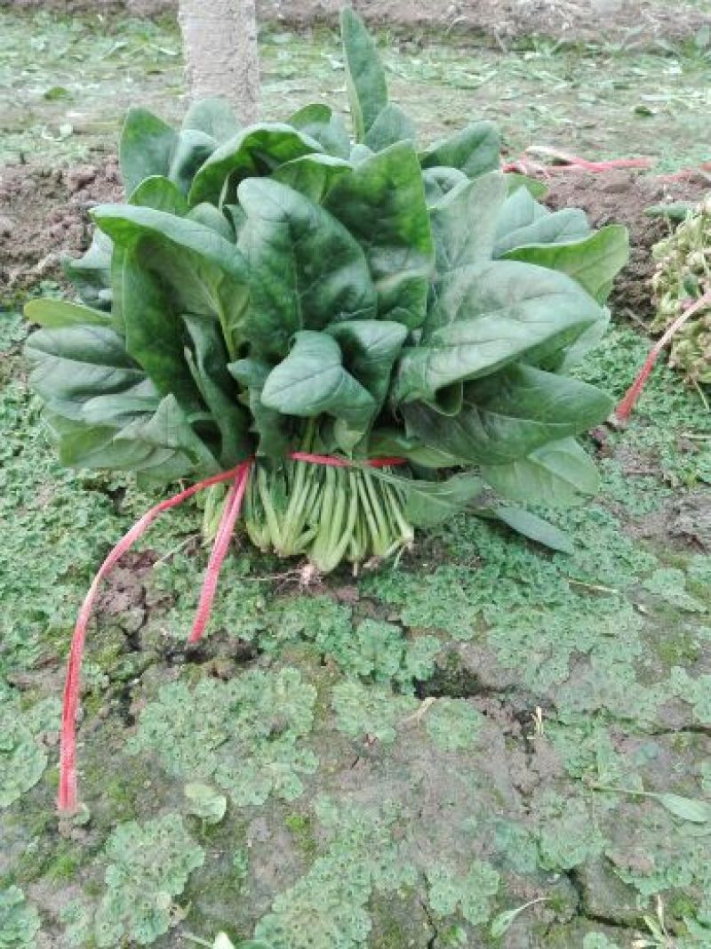越冬菠菜25~30厘米