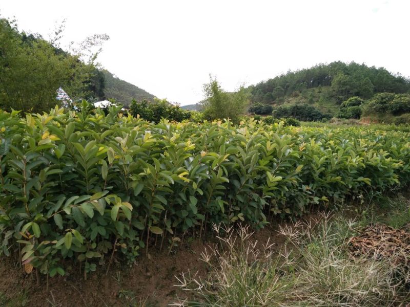 番石榴苗50~80cm