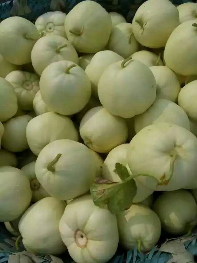 香瓜