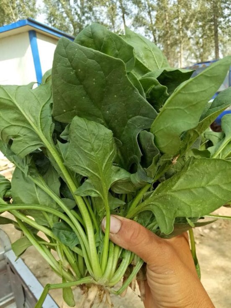 菠菜
