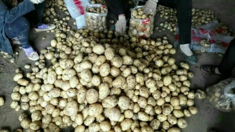 新土豆🥔2两以上精品产地直发货源充足