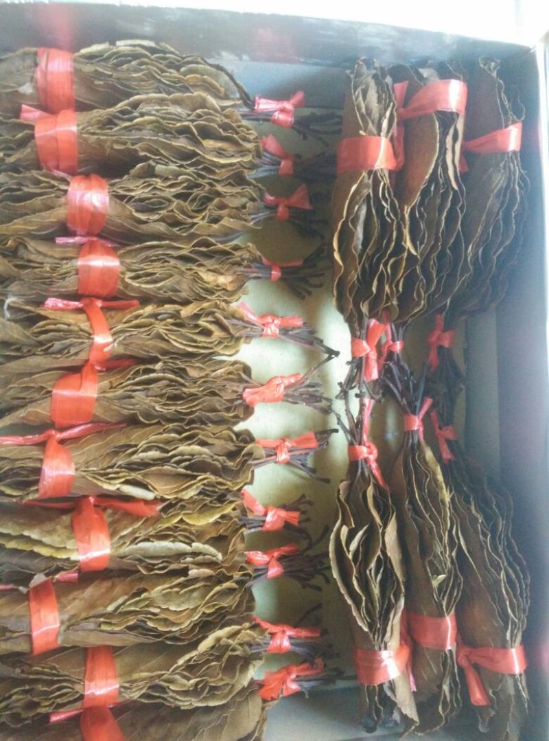 本山茶一级
