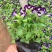瓜叶菊种苗