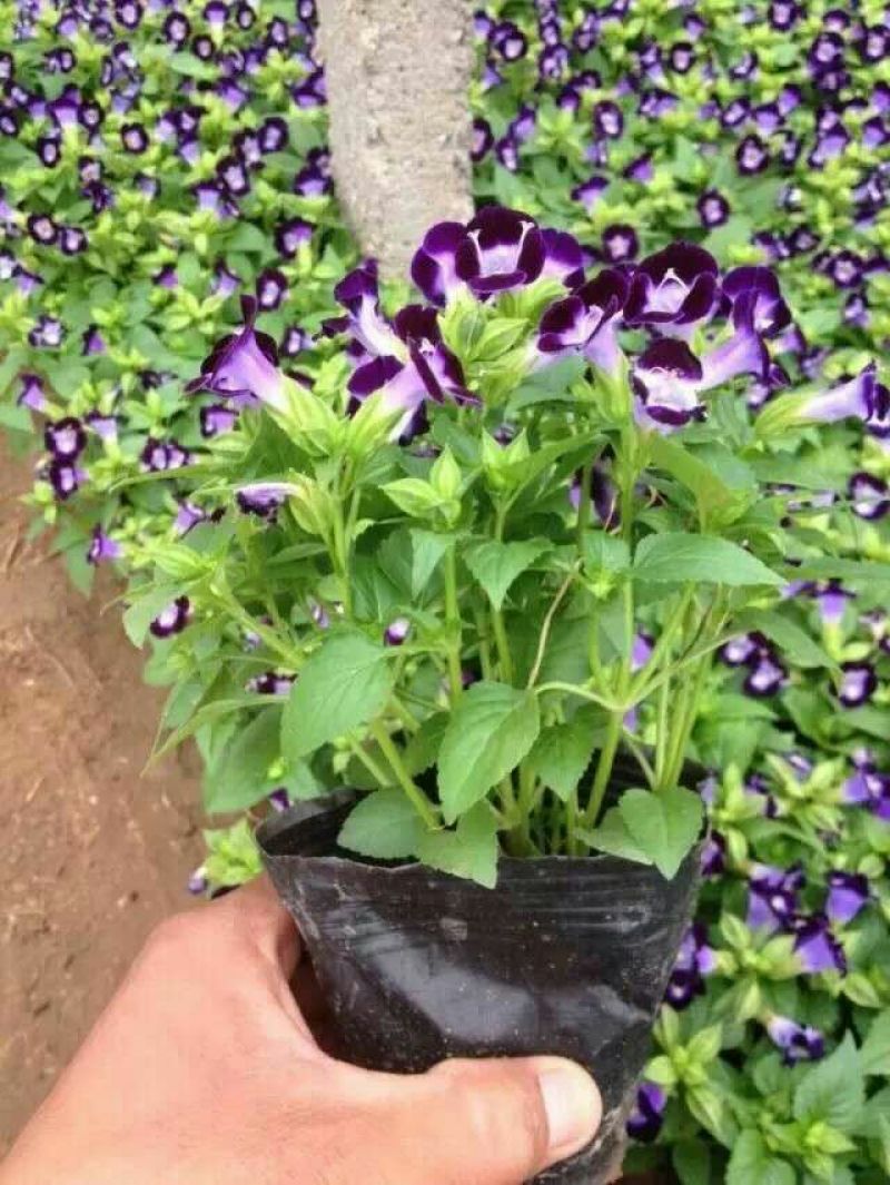 瓜叶菊种苗