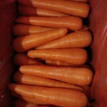 三红胡萝卜2两以上水洗10厘米以上红