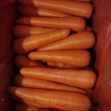 三红胡萝卜2两以上水洗10厘米以上红