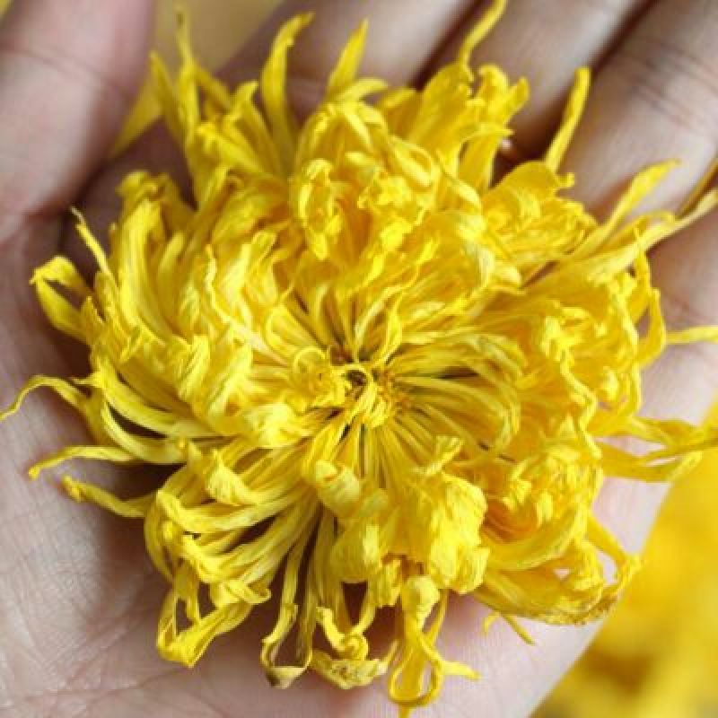 药用菊花袋装
