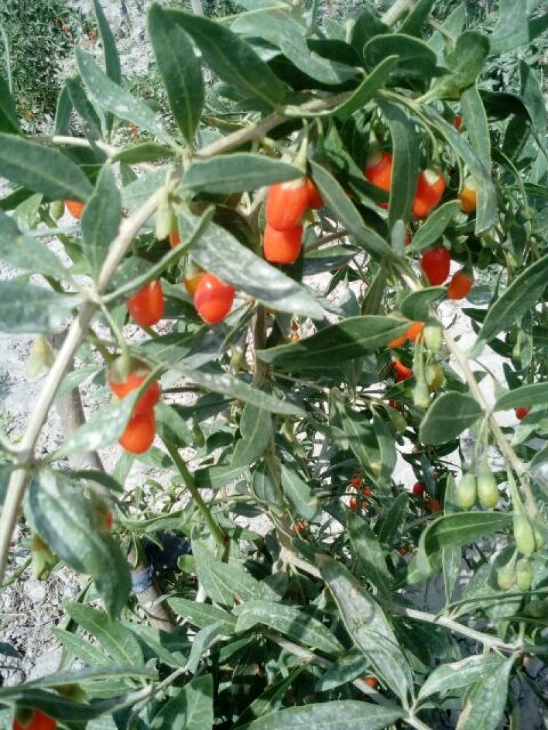 红枸杞头茬