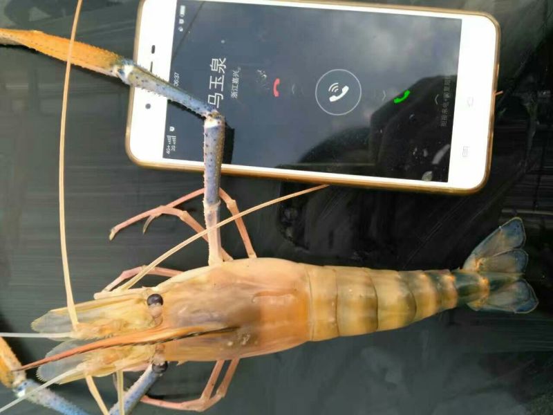 沼虾