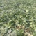 越冬菠菜10~15厘米