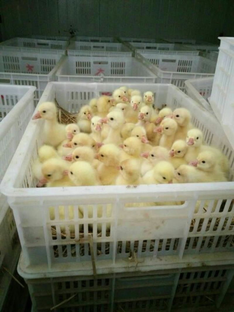 狮头鹅苗250g以下