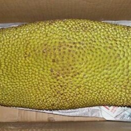 菠萝蜜四川攀枝花仁和区_批发_供应-一亩田农