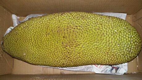 菠萝蜜四川攀枝花仁和区_批发_供应-一亩田农