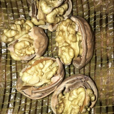 薄皮核桃