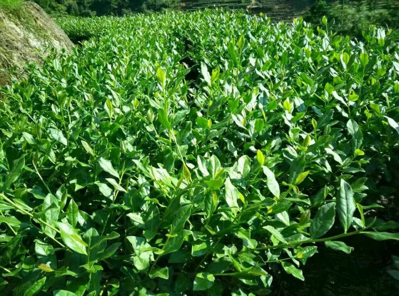 铁观音500克/盒高山手工茶包邮