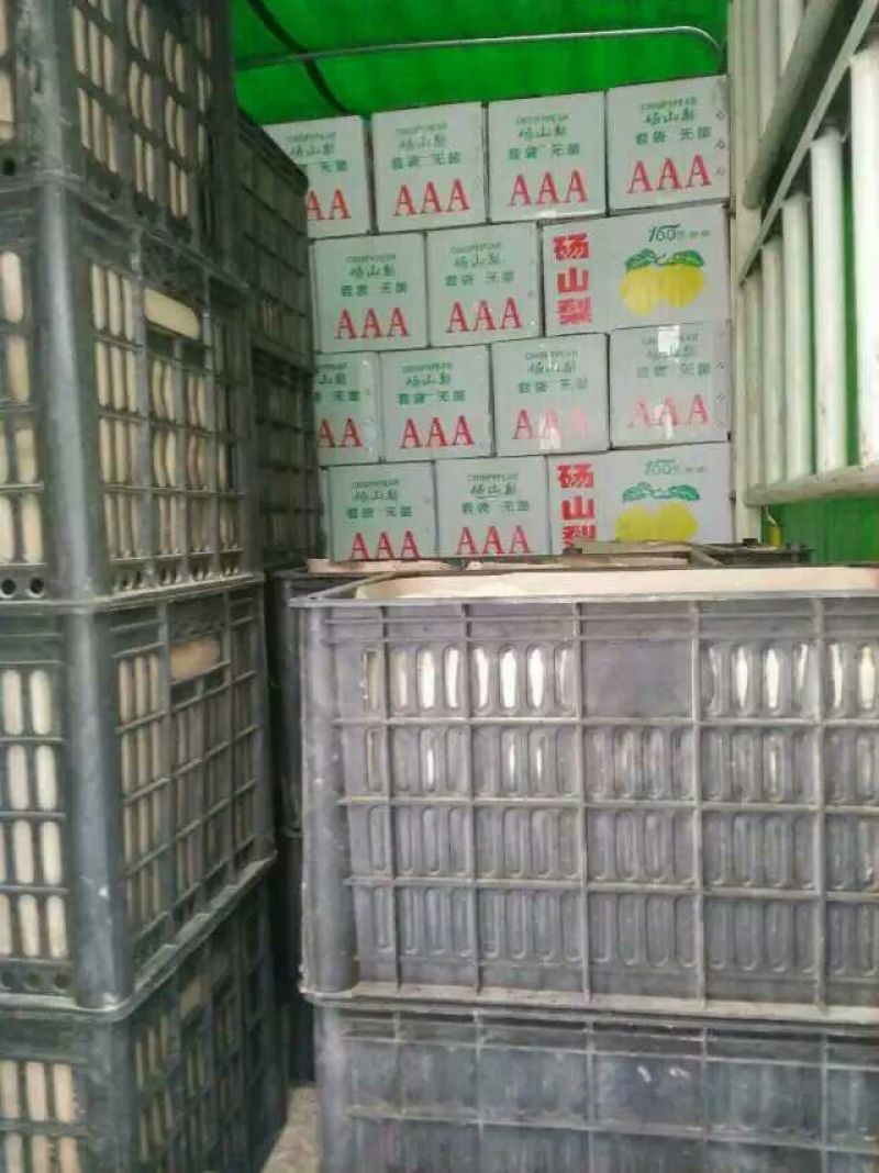 砀山梨250~300g光果