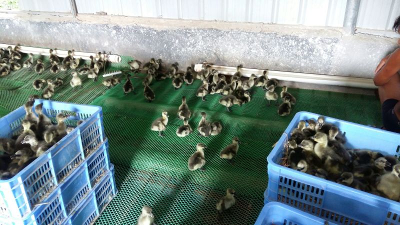 马岗鹅苗250g以下