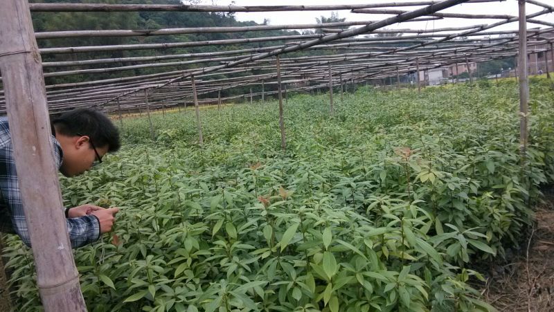 金丝楠木苗小叶桢楠苗出金丝率99%的优质木材