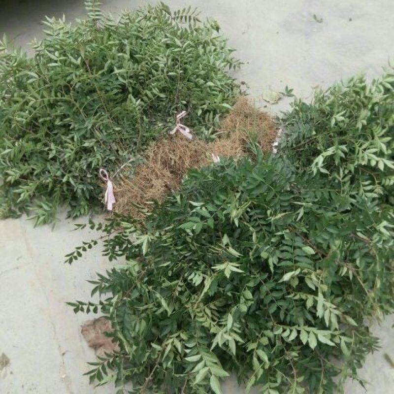 花椒苗0.5~1年