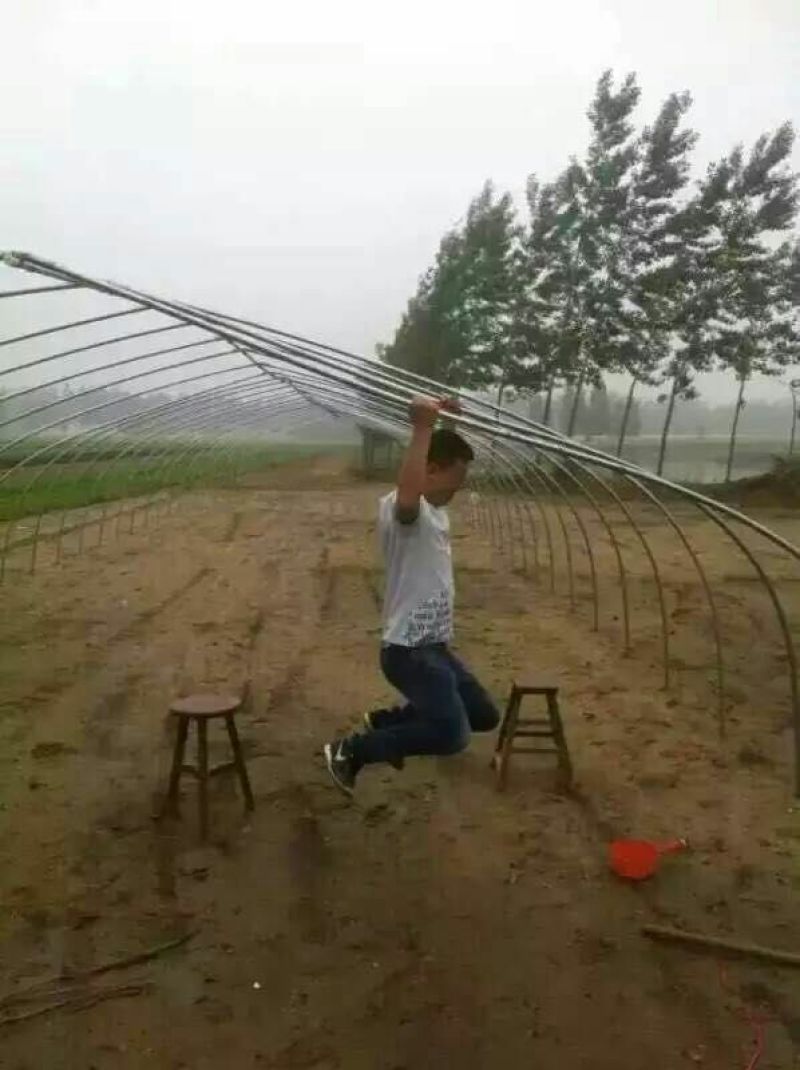 狮头鹅苗250g以上