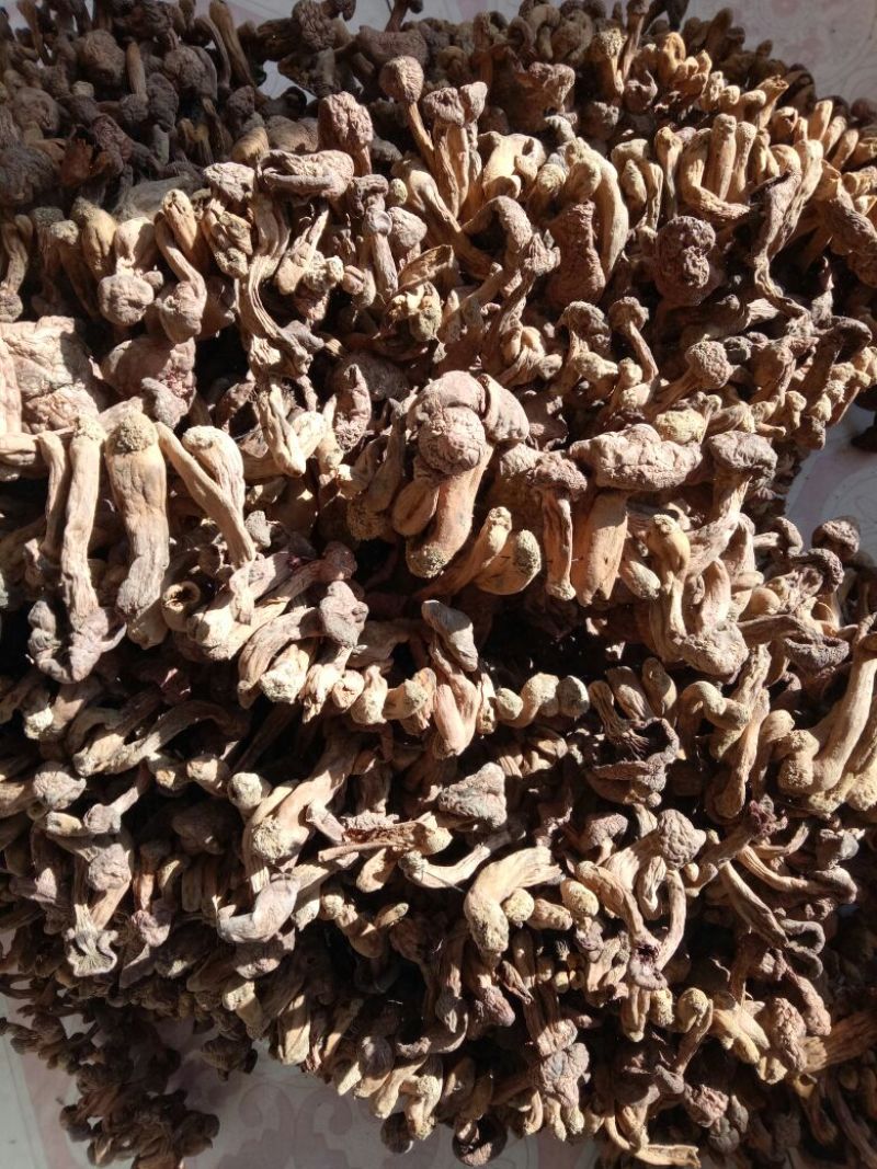 红蘑菇特级3cm