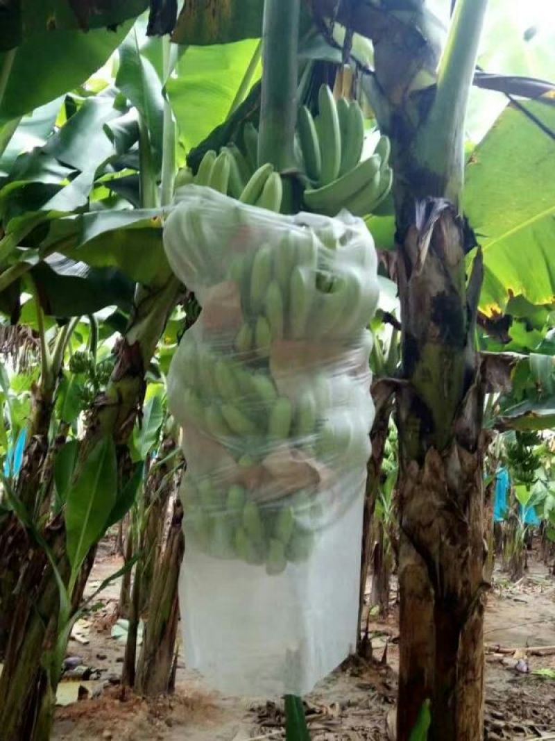 巴西香蕉七成熟