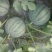 西瓜6斤10二茬13糖以上