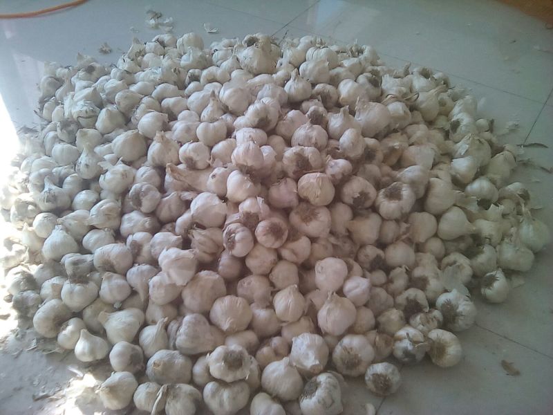 吉林白城洮南白皮蒜品质保证，货源充足，口感好