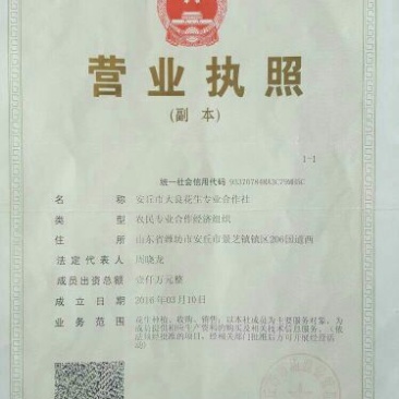 大良一号花生种子，全国空白地区招商