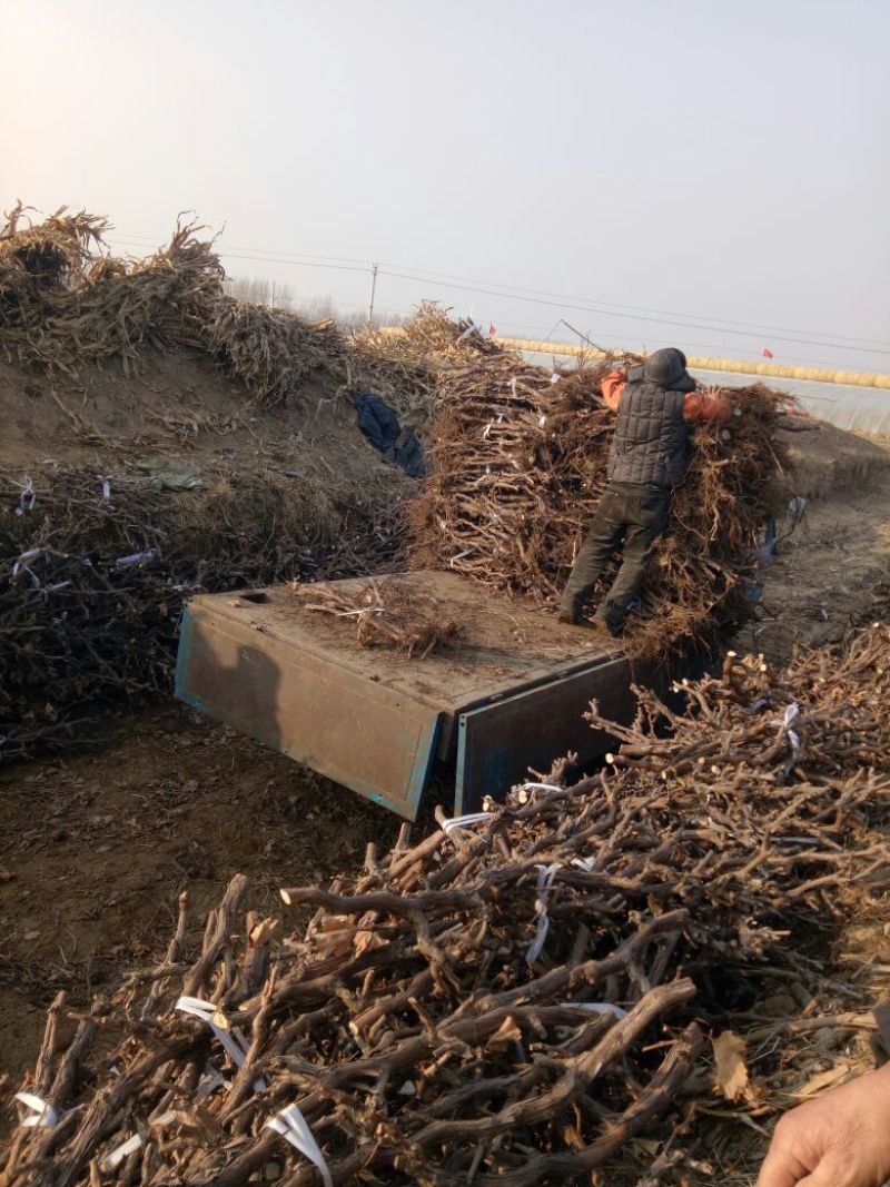 河北大葡萄树巨峰葡萄苗5年110~150cm