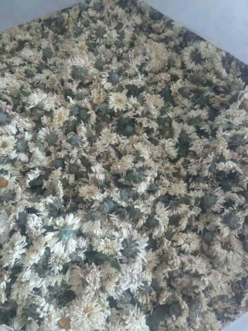 杭州白菊散装