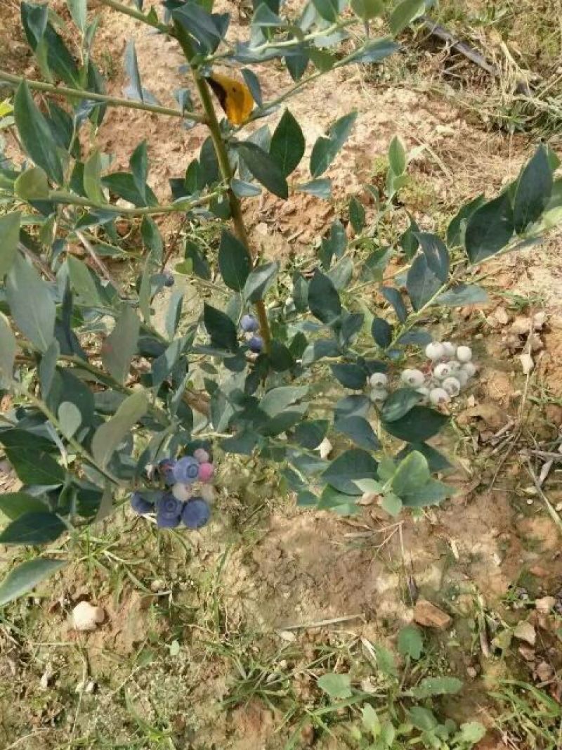 蓝莓4~6mm以上