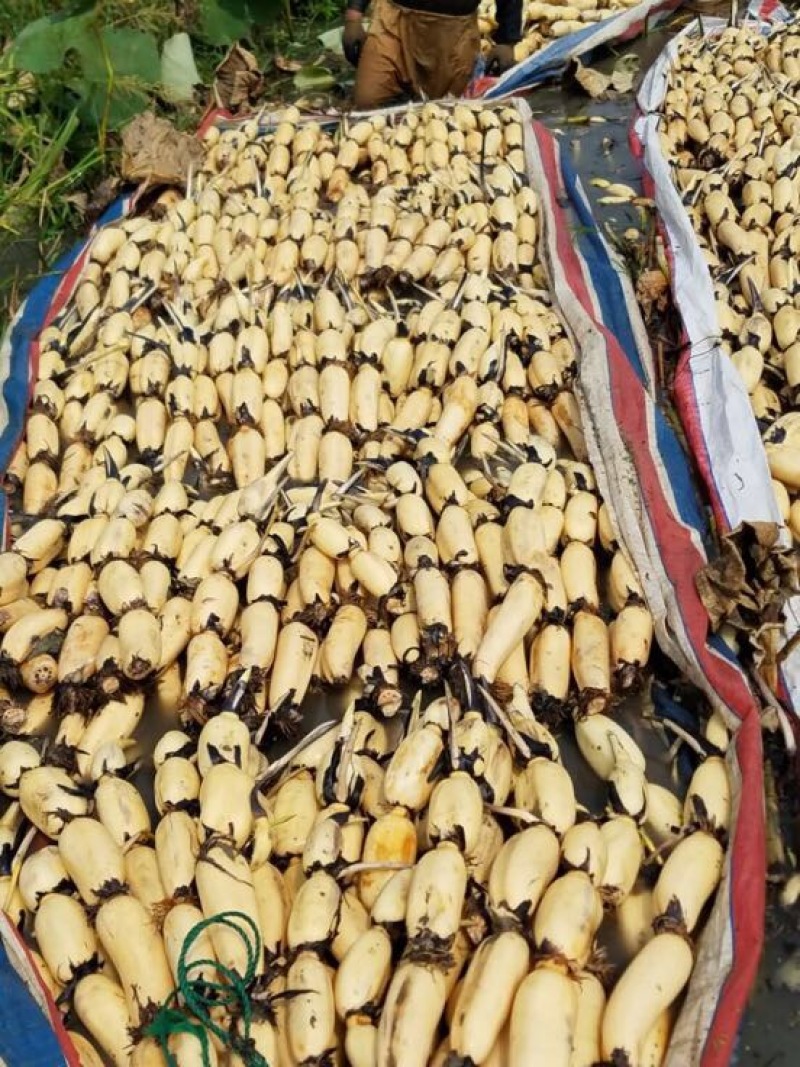 【优选】莲藕产地湖北荆州洪湖市合作社供应质量保证