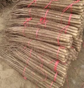 铁棍山药河南清丰县