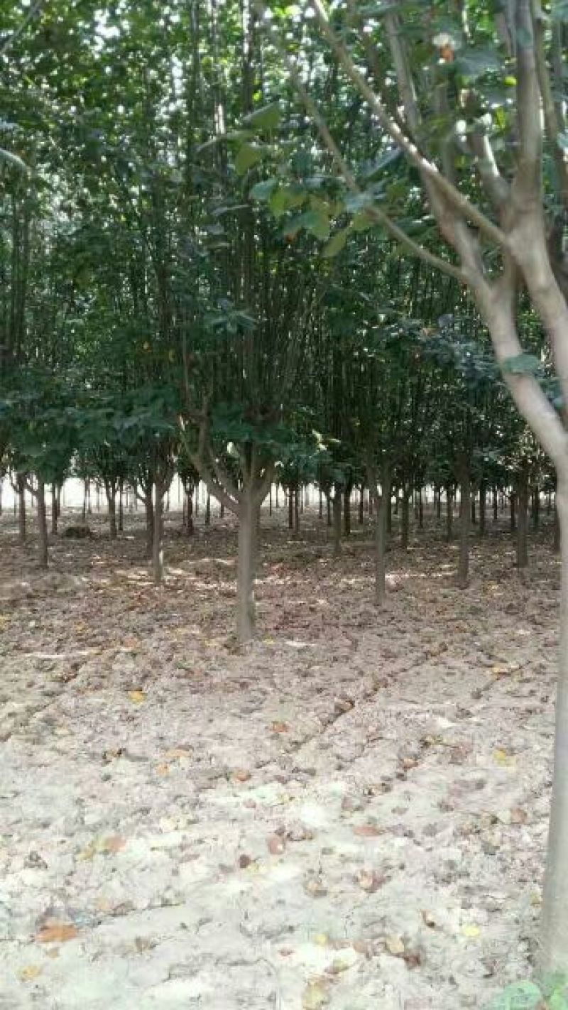 西府海棠海棠树规格齐全3-9公分有货