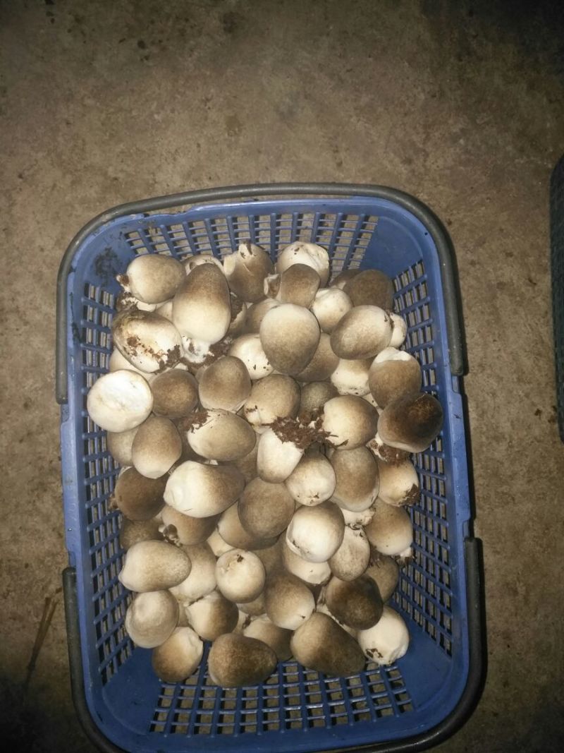 鲜草菇88%特级