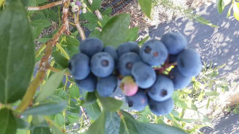 蓝莓4~6mm以上