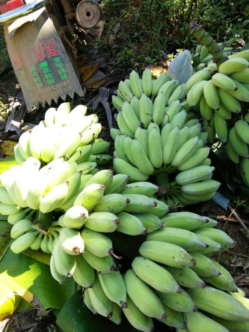 粉蕉七成熟