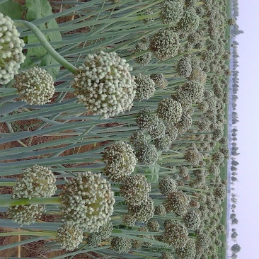 洋葱苗30~50cm