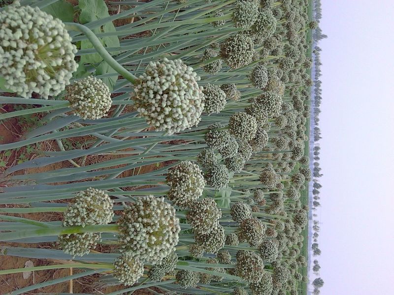 洋葱苗30~50cm