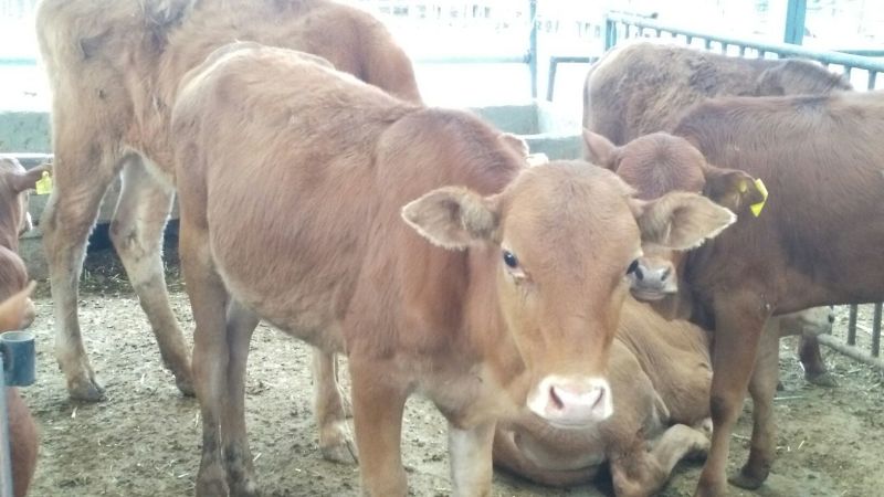 黄牛100~200kg
