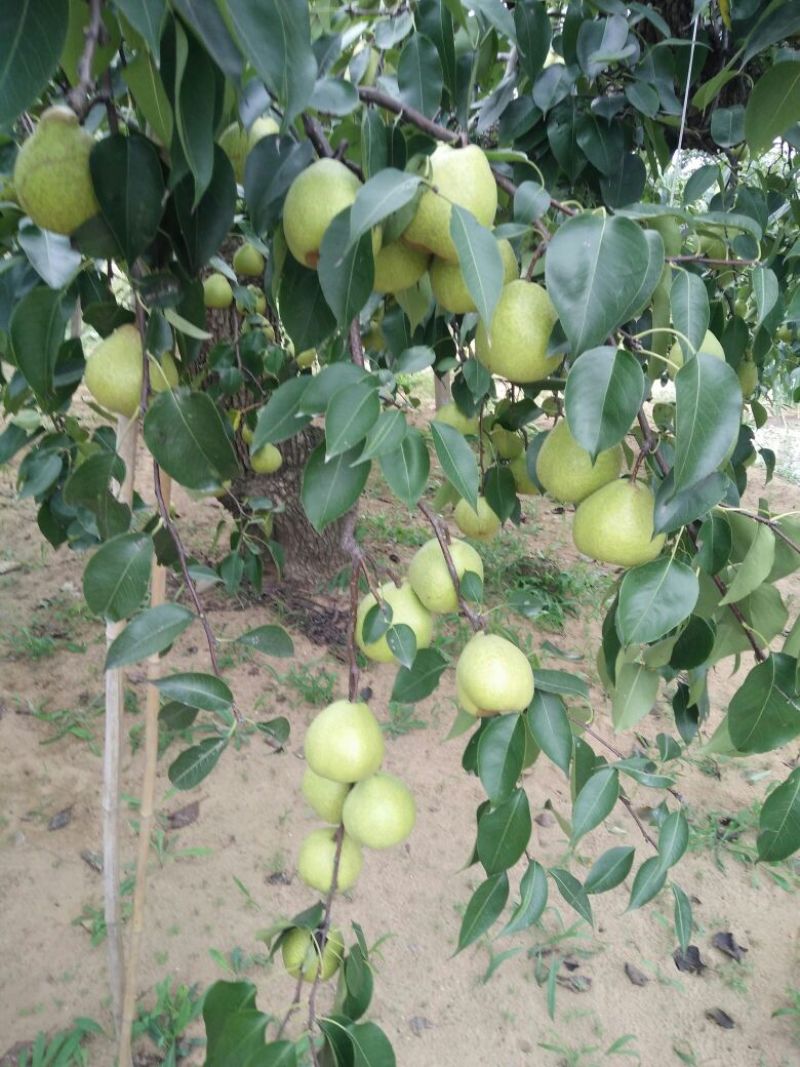 莱阳梨