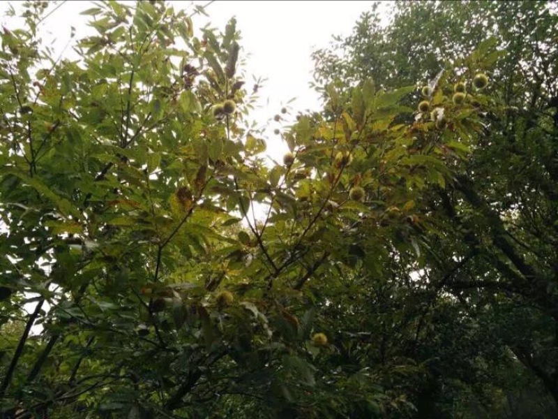 锥栗板栗
