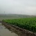 桑树苗50cm