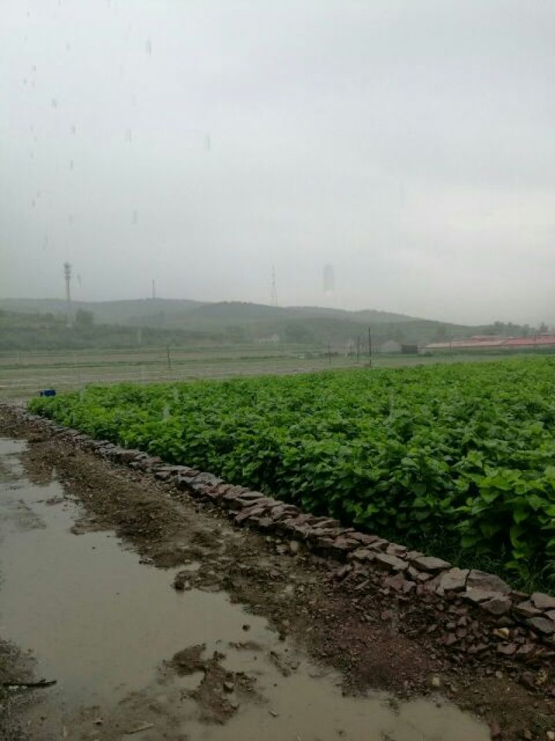 桑树苗50cm