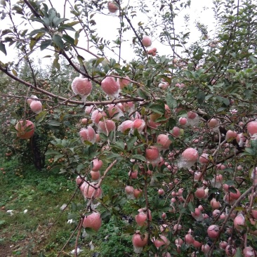 鲜货红富士苹果