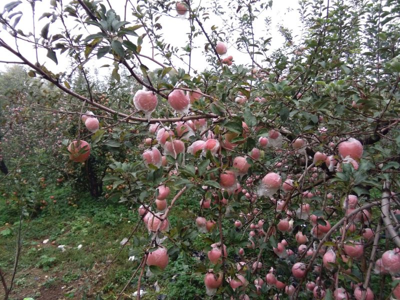 鲜货红富士苹果